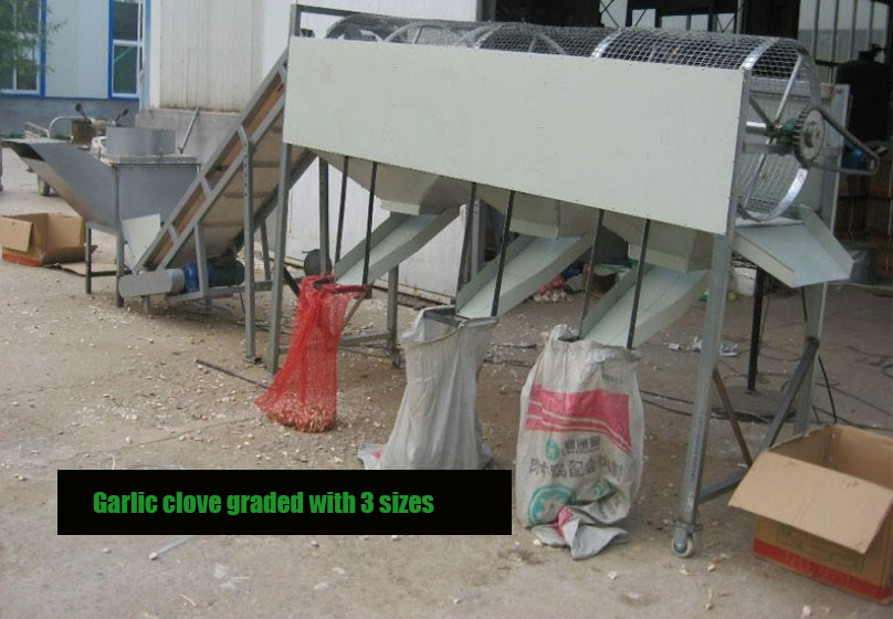 Garlic Clove Separator Machine Supplier for Splitting Garlic Efficiently