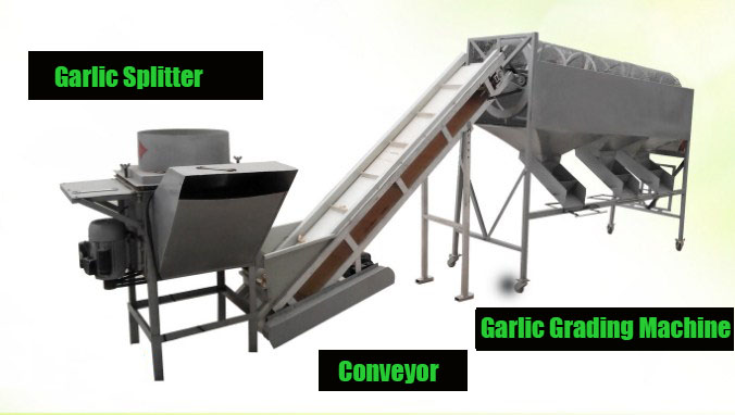 Garlic Clove Separator Machine Supplier for Splitting Garlic Efficiently